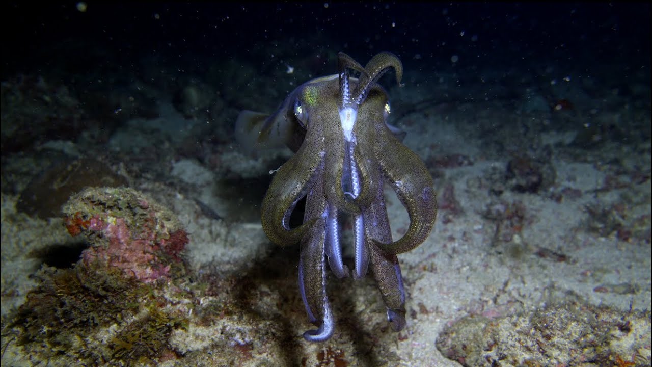 Tentacled encounter (April-May 2025, Dar Es Salaam)