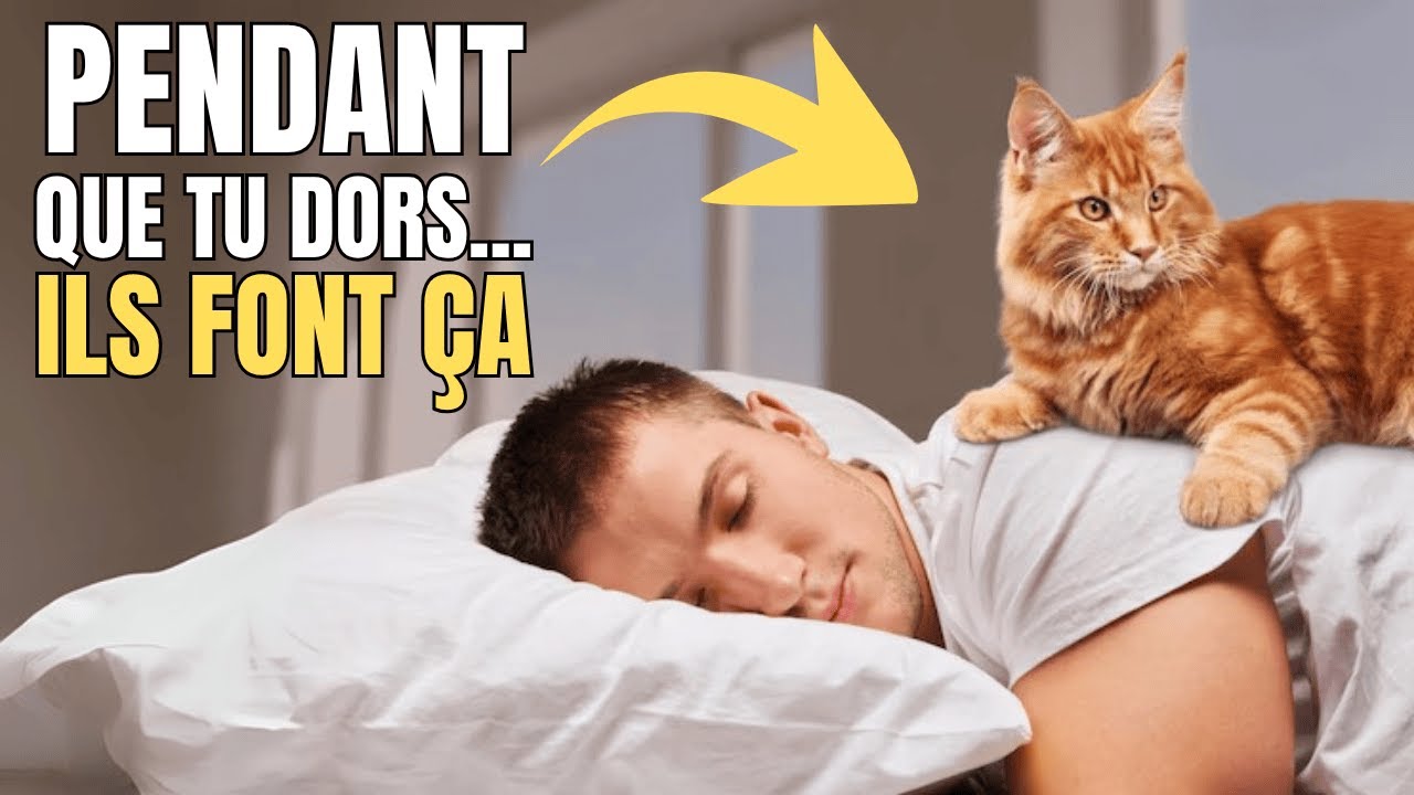 Tu dors… et ton chat fait ÇA ? Découvre ce que ça signifie vraiment !