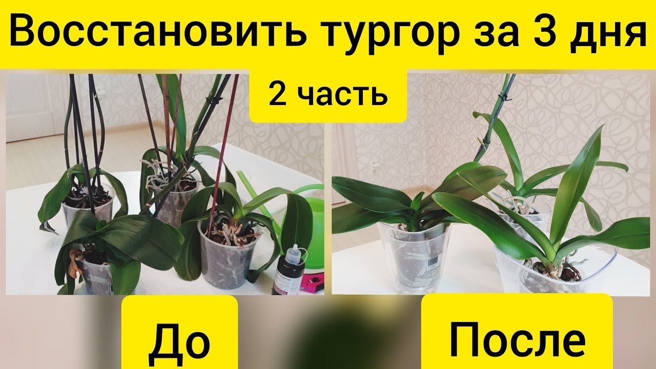 Восстановить ТУРГОР листьев  орхидеи за 3 дня || Реанимация орхидей без тургора