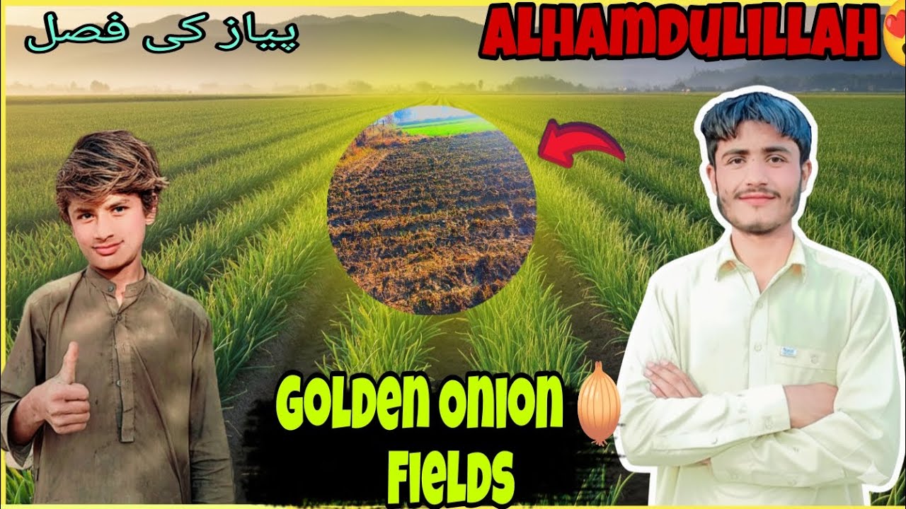 Golden Onion 🧅 Field | Kheton Ka Mahol 😱 | Sikandar Rafiq 