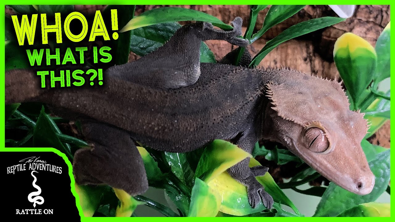 HOT NEW CRESTED GECKO MORPH!
