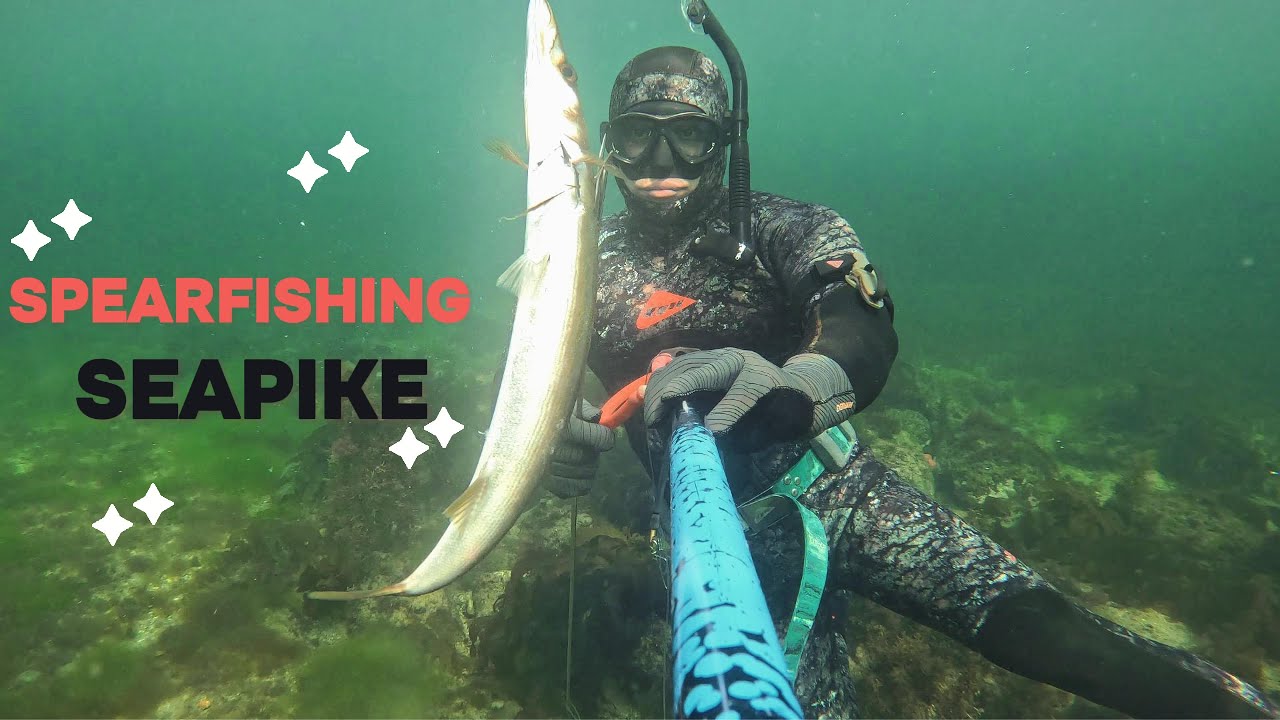 Port Phillip bay spearfishing during winter