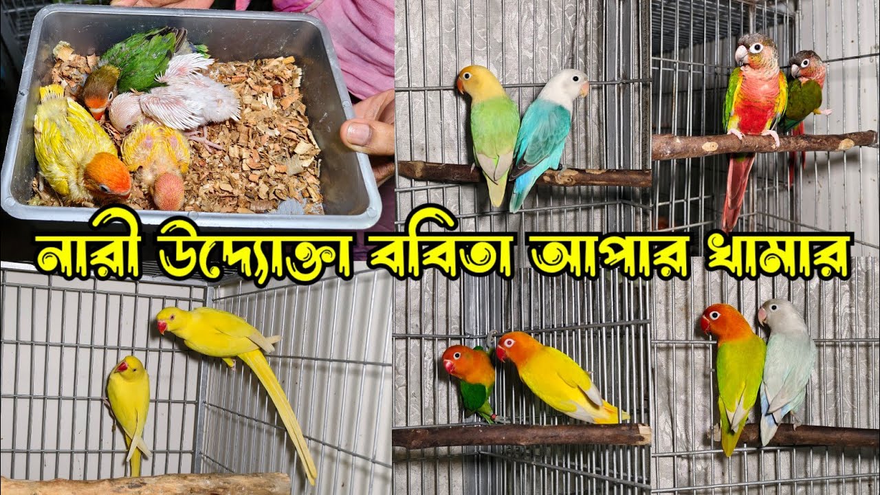 ববিতা আপার লাভ বার্ড পাখির খামার | লাভ বার্ড পাখি পালনের সিক্রেট কি ?
