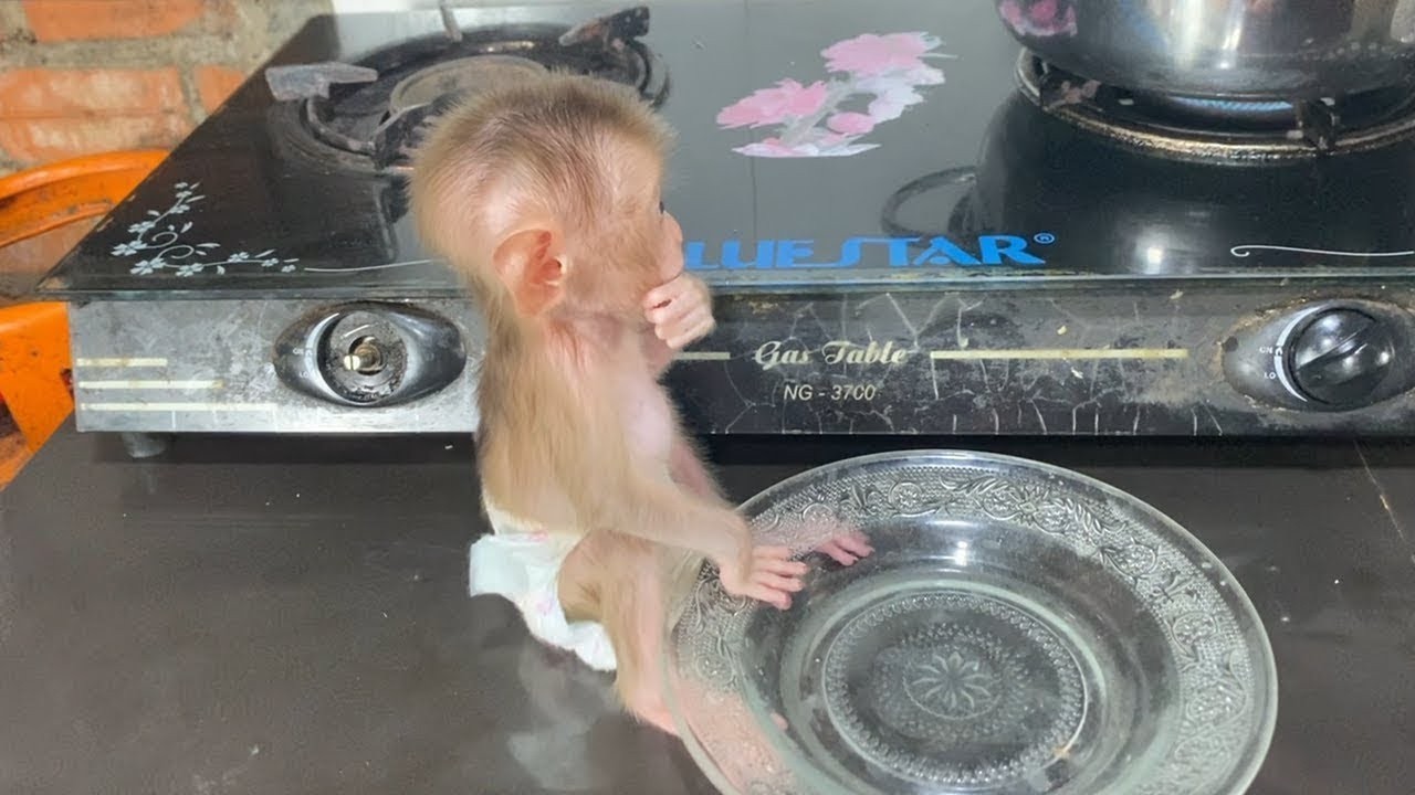 Baby DORN Sit On Kitchen Very Calmly Stare Mom Cooking
