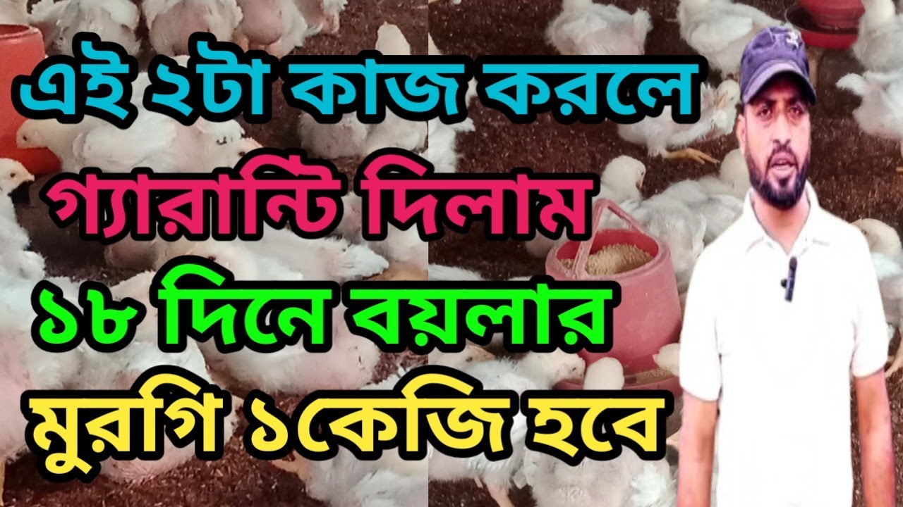 এই ২টা কাজ করলে বয়লার মুরগির ওজন দ্রুত বাড়বে | খামারি | Sk Hassan Agro 