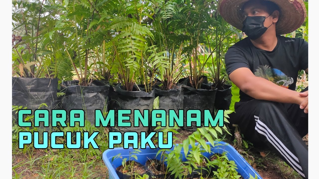 CARA MENANAM PUCUK PAKU DALAM POLIBAG. Paku Pakis /Paku Perak