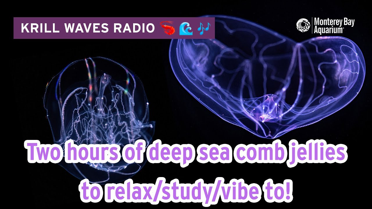 2 Hours Of Comb Jellies To Study/Relax/Work | Lofi Hip Hop | Monterey Bay Aquarium Krill Waves Radio