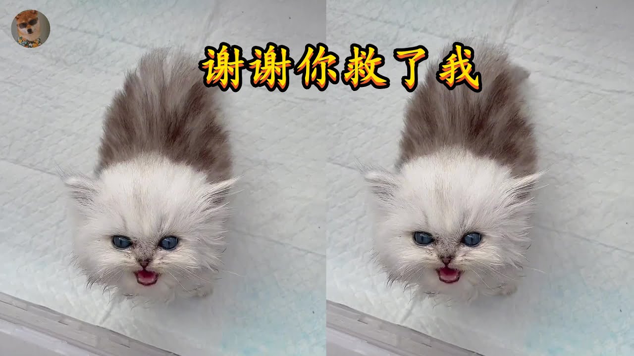 在城鄉結合部撿到一隻金吉拉，從來沒有養過這麼小的貓，只能一邊學習一邊養