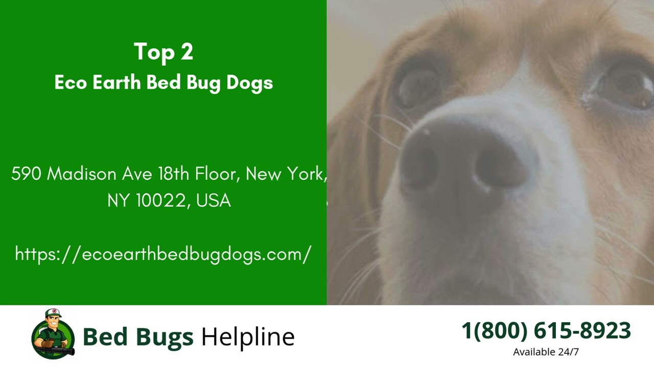 Top 3 Bed Bug Removal in East Goshen