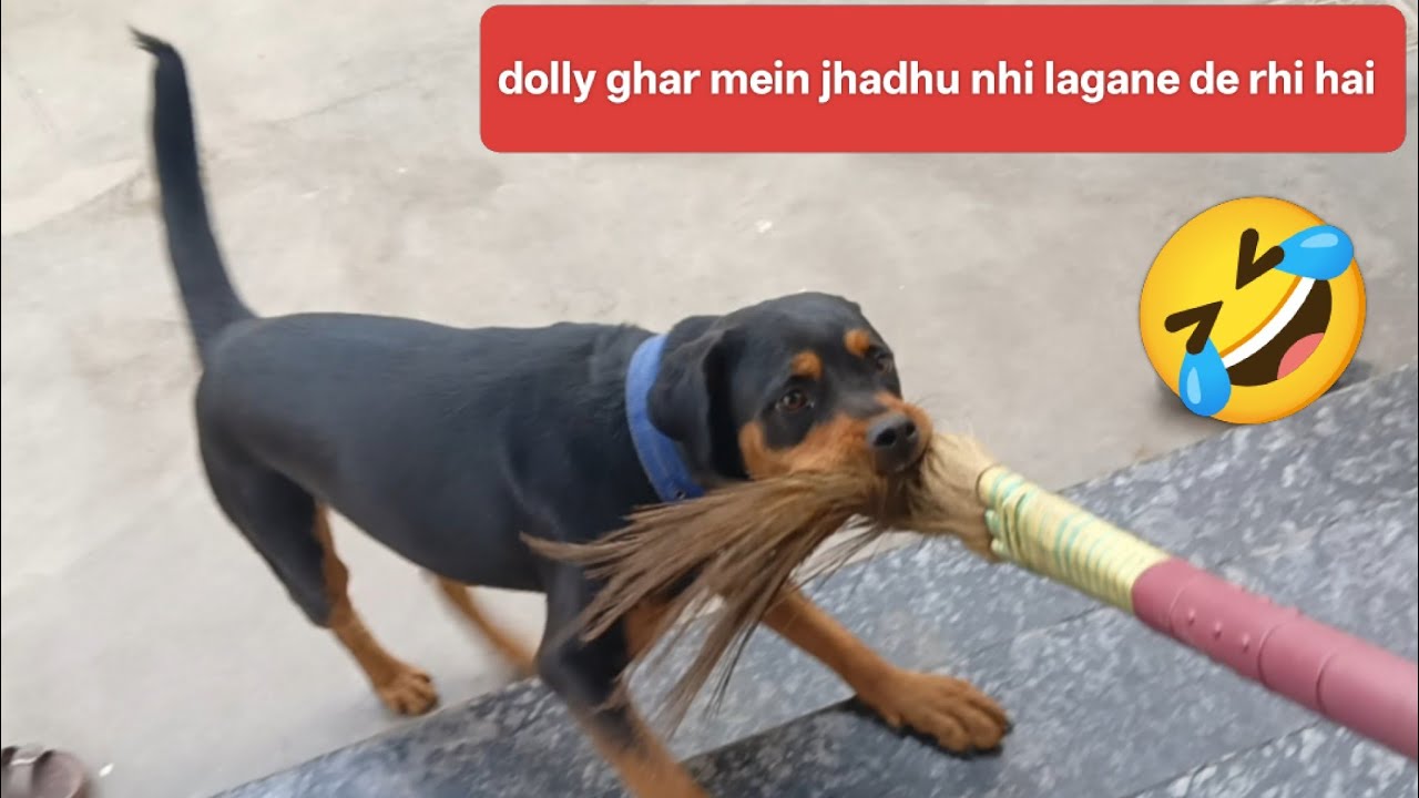 Dolly Ghar main jhadhu nhi lagane de rhi hai 🐕🤣#youtube #video #rottweiler #dog#lover