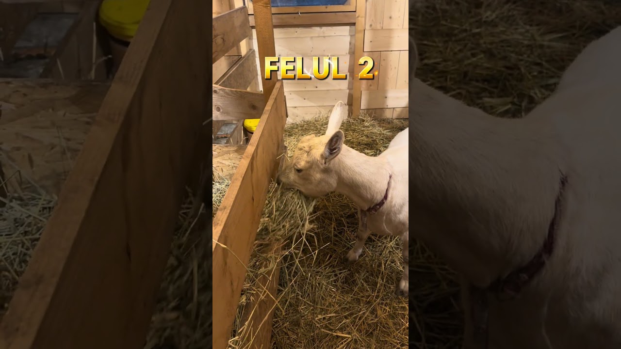 Alimentația caprelor!