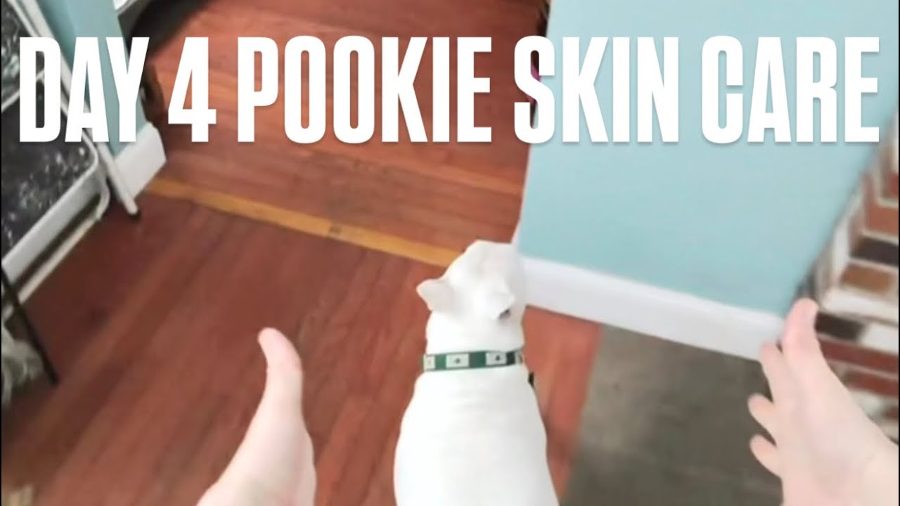 Day 4 Pookie Skin care | dog skin care ASMR 