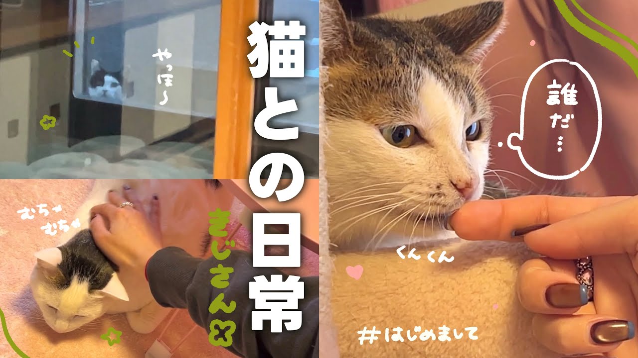 【ねことの日常Vlog】 お姉ちゃんがやってきた❕くろつい猫ちゃんと初めてのご対面😽 | 外猫ちゃんお休み処にもお客さんが…🙊💓 【保護猫シェルター】