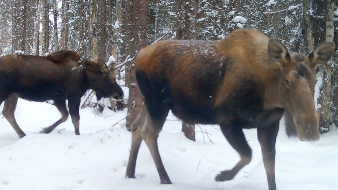 Alaska Trail Cam May 04, 2026