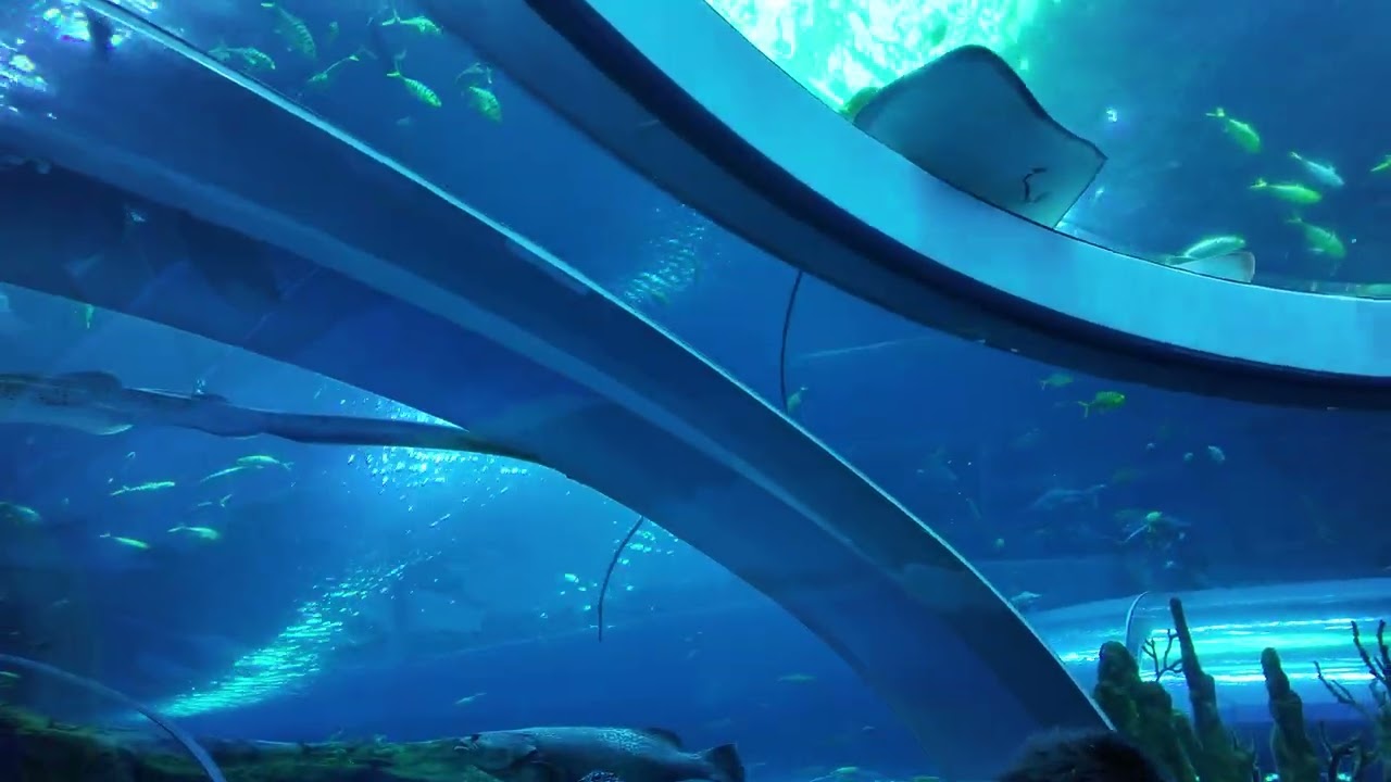 珠海長隆海洋王國4