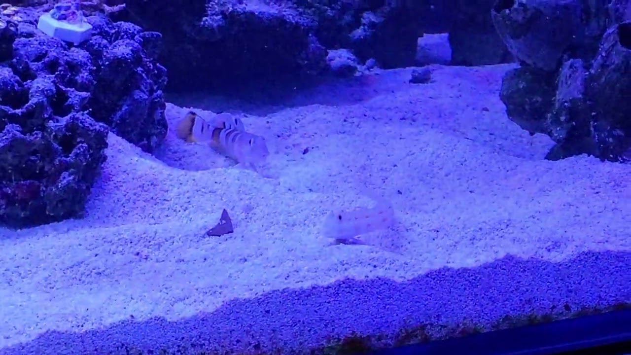 Valenciennea wardii (squatter) vs. Valenciennea puellaris (owner).