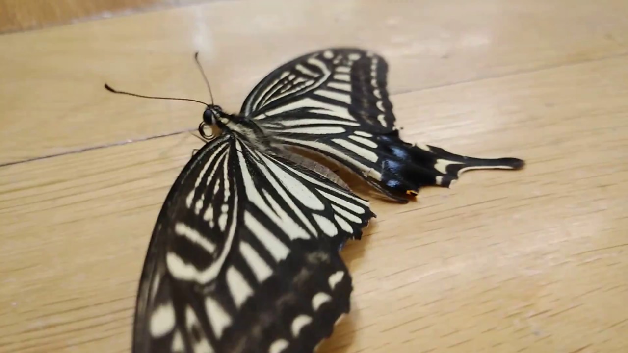 Face swallowtail butterfly Japan Papilio xuthus Papilioninae insect Cute kawaii Teeny tiny rare 238.