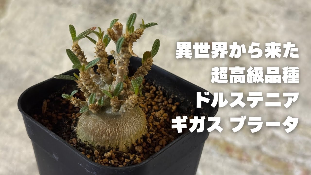#134 【高級種買ってしまった】ドルステニア ギガス ブラータ / ソコトラ島の固有種 ずっと探してた憧れの品種 / カクタスグリーン