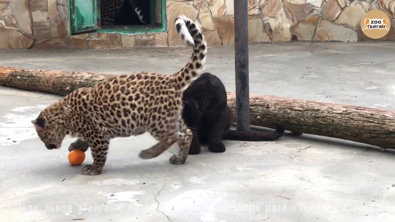 Леопардовое нападение на мандарин. Тайган. Крым. Leopard attack on the mandarin. Taigan Crimea.