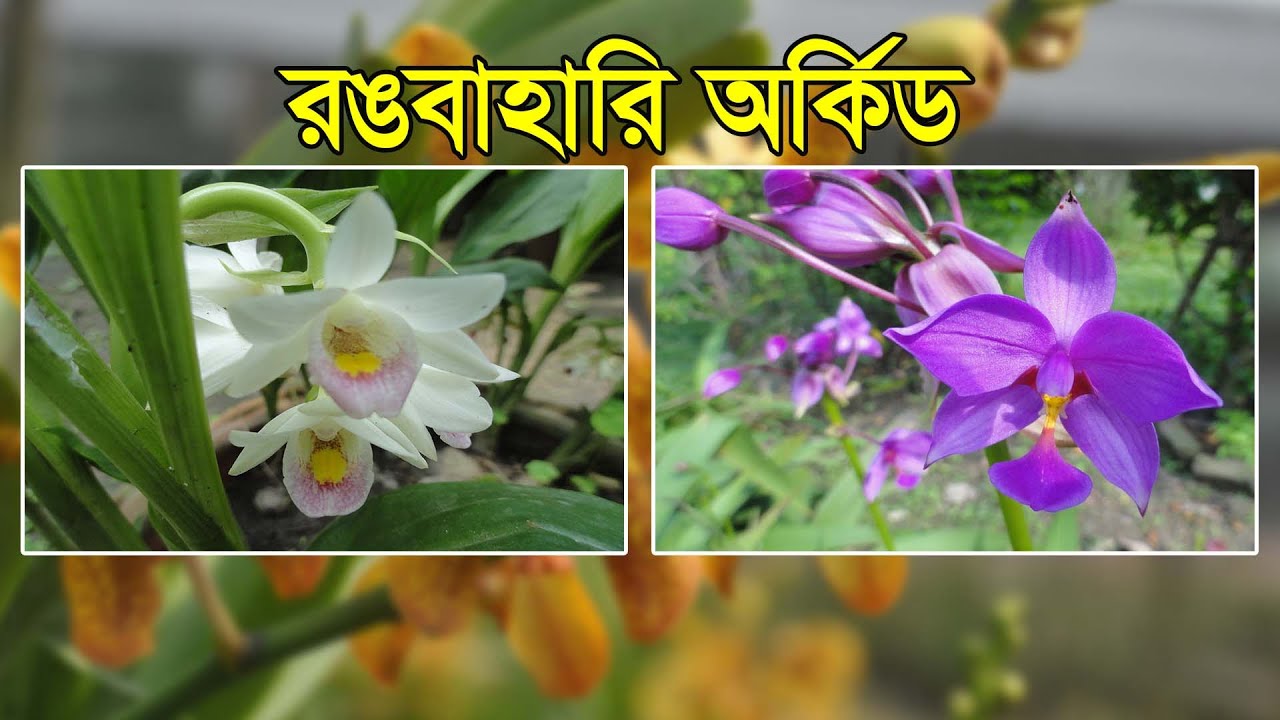 রঙবাহারি অর্কিড | Fascinating Orchids in Bangladesh | 2021 | Colorful Flowers