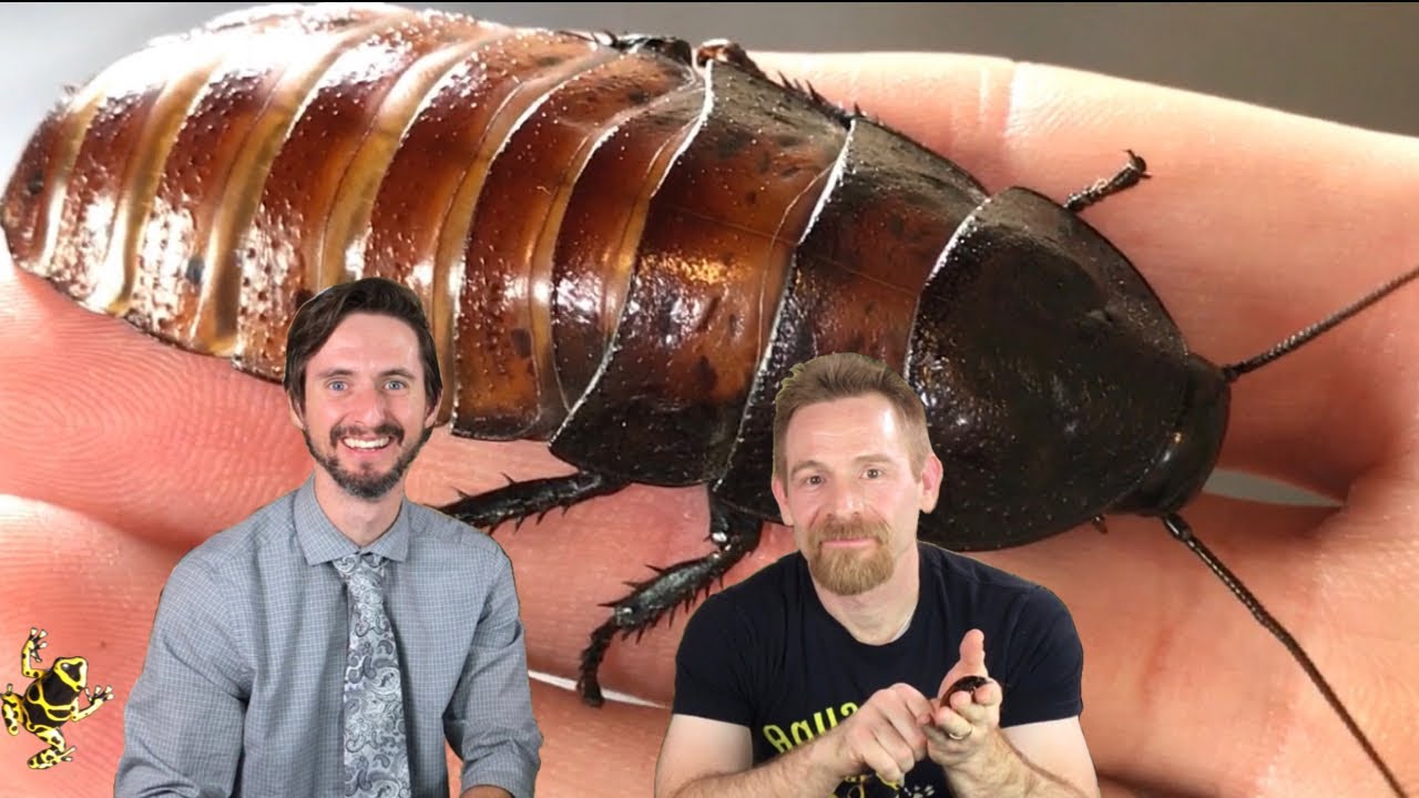 Madagascar  Hissing Cockroach: The Best Pet Invertebrate? with Clint’s Reptiles!
