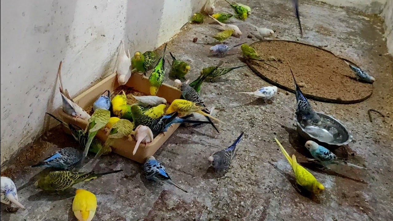 Konse Budgies sabse zyada egg aur chicks dete hain
