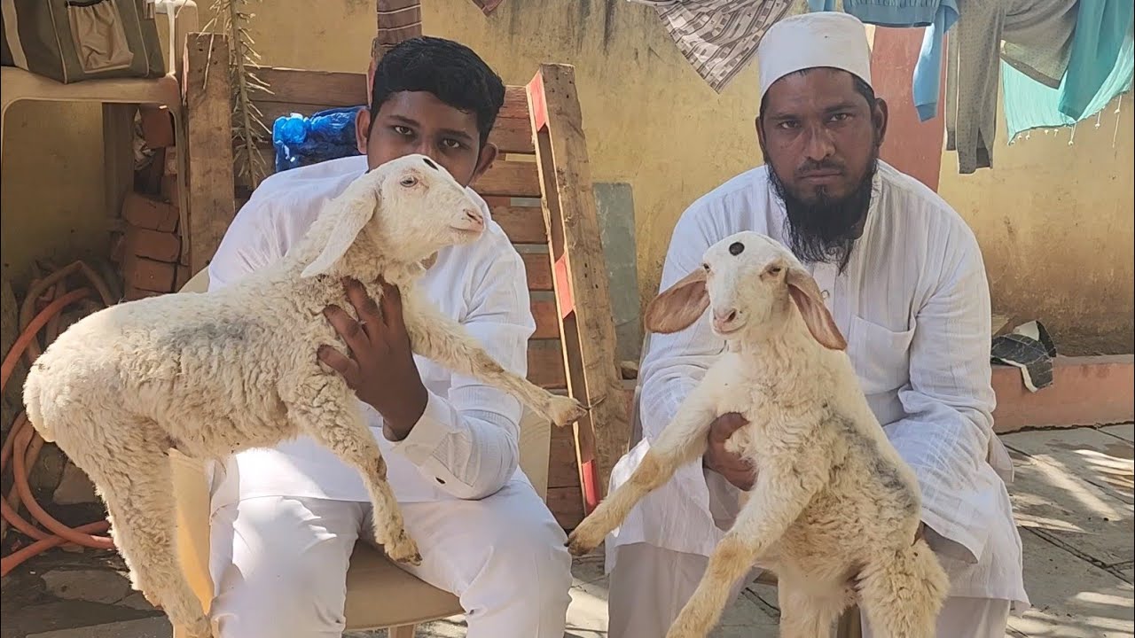 4000 Se Denge Bannur Mende | Usman Goat Farm Solapur | Hontel Ke Saath Bannur.