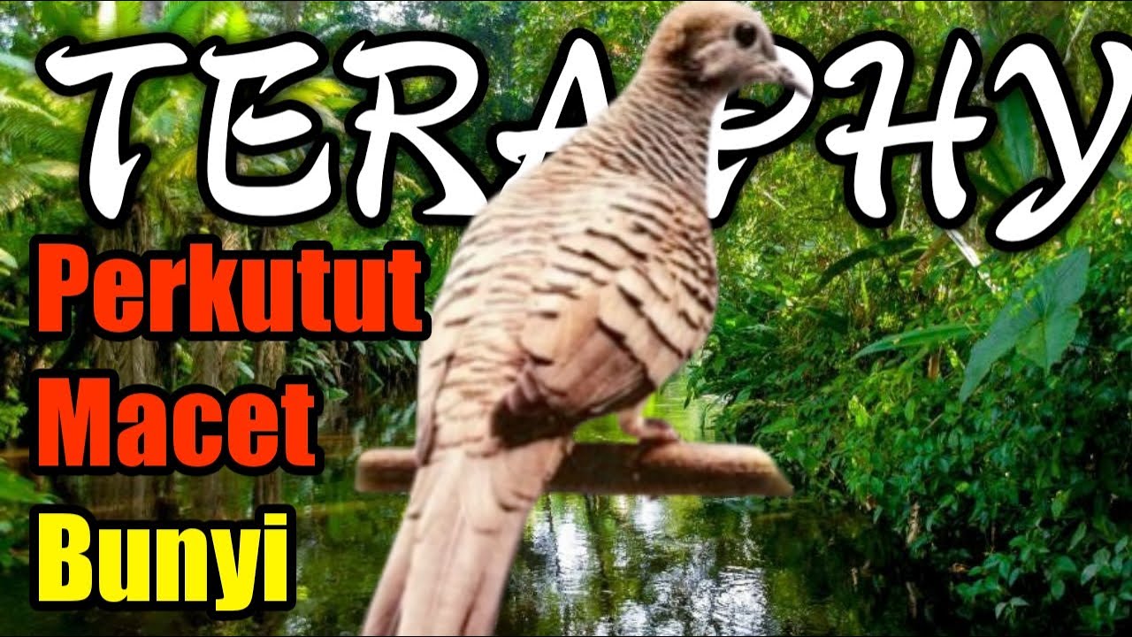 Terapi perkutut Malas bunyi dengan suara air seperti di alam