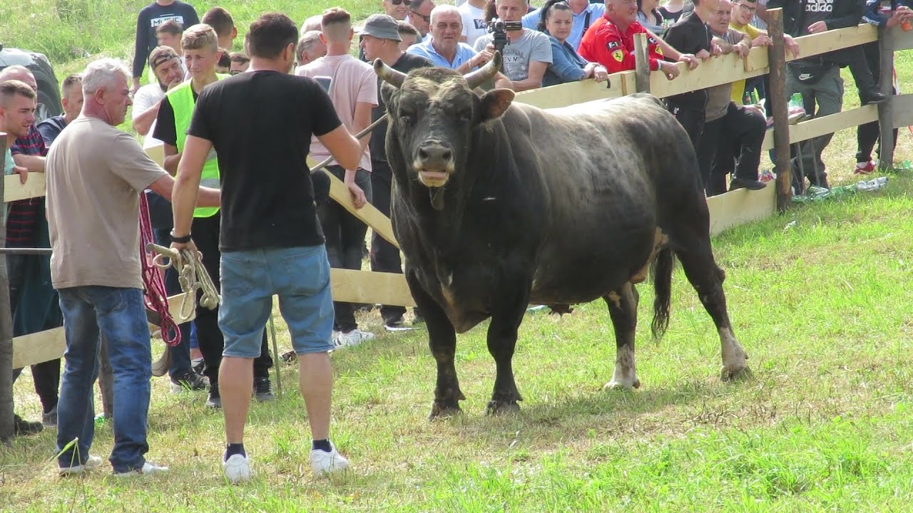 Medonja od Age Spahić vs Cjetonja od Besim Čizmić