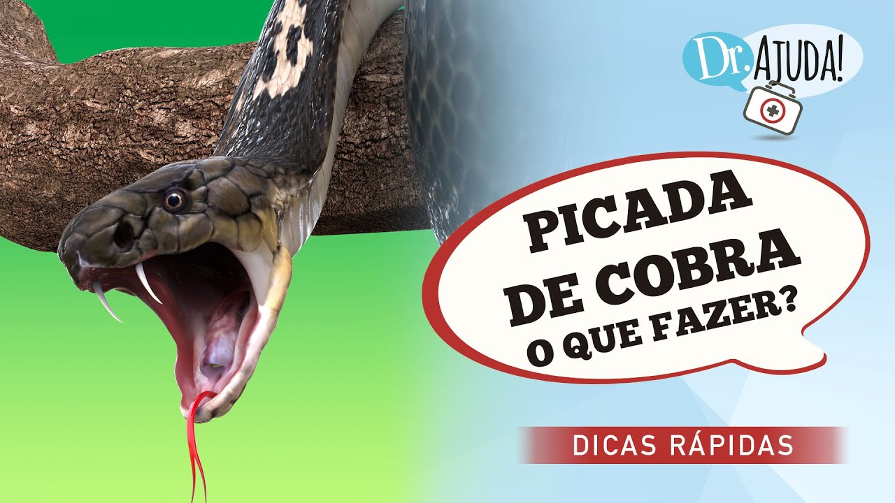 PICADA DE COBRA: O QUE FAZER?