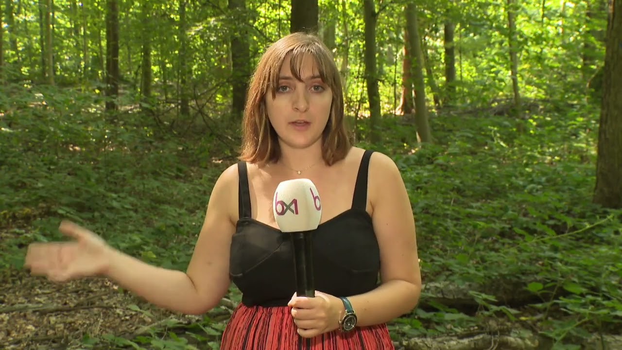 Interdiction de fumer dans les forêts flamandes : une partie de la Forêt de Soignes est concernée