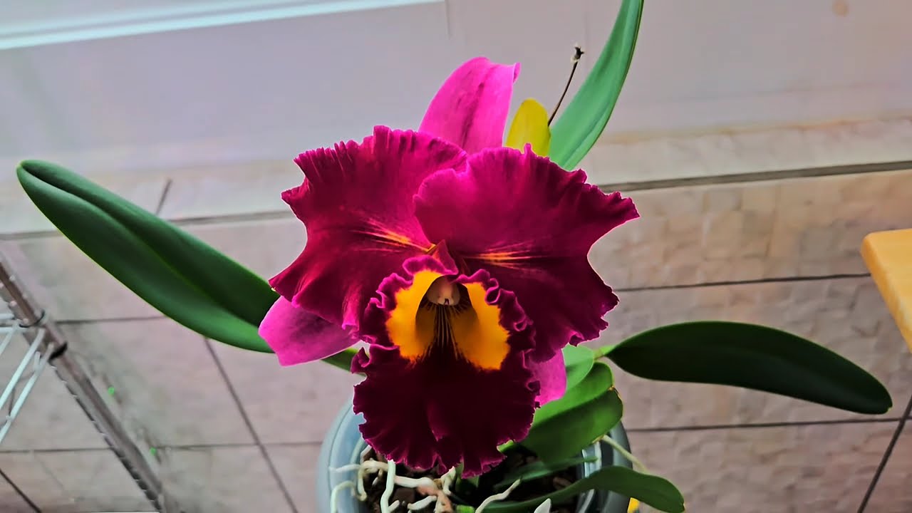 Thanksgiving/Christmas Cactus + Orchid Blooms: Sunroom Tour Nov 2024  #schlumbergera #orchid #plants