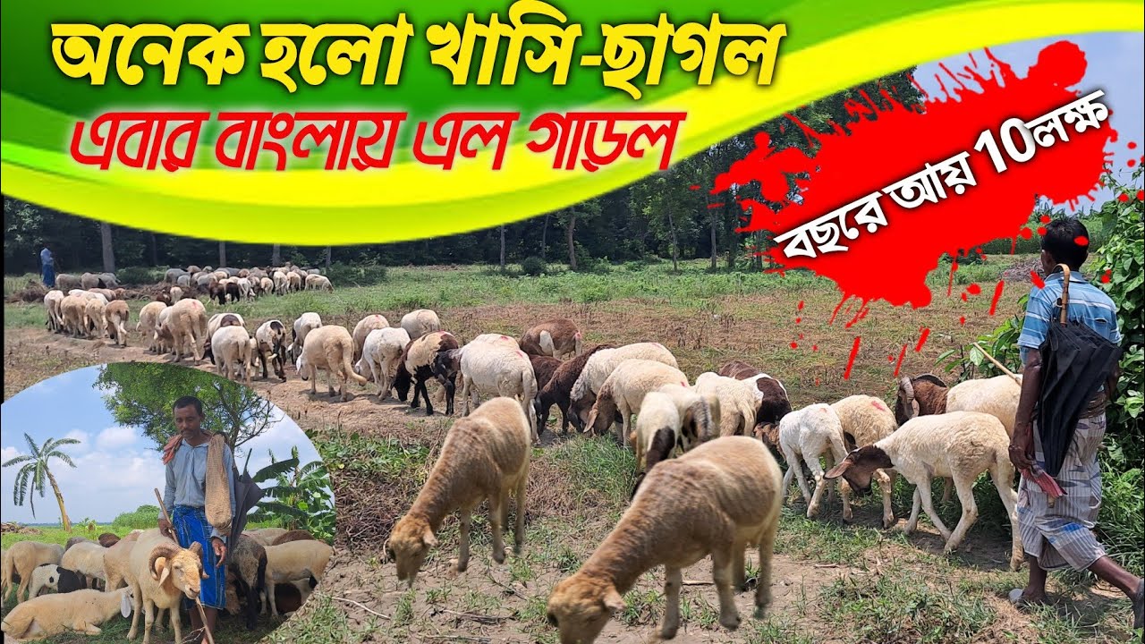 পশ্চিমবঙ্গের 150 গাড়ল পালন ,আয় বছরের 10 লক্ষ।garol farming in West Bengal
