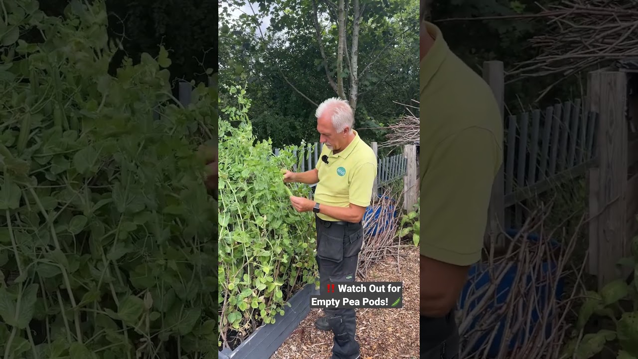 When NOT to Harvest Peas 🫛