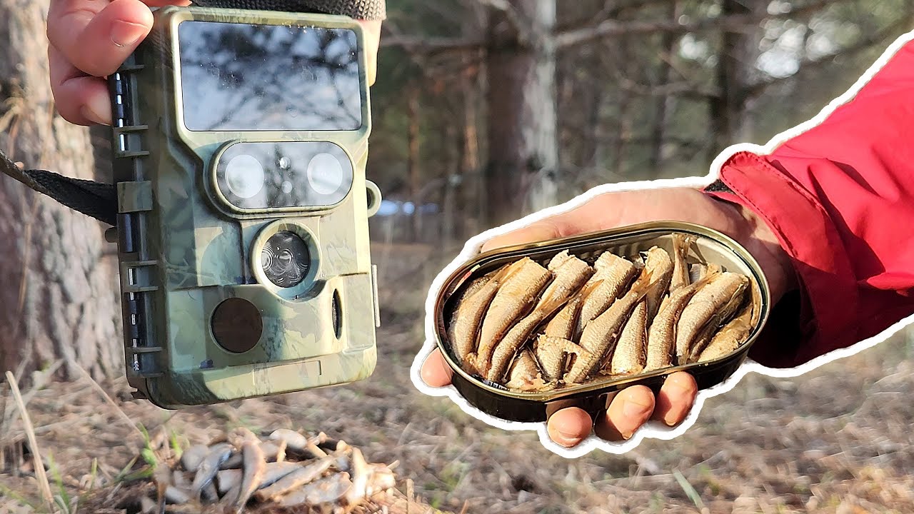Шпроты в лесу! Что будет?! Фотоловушка