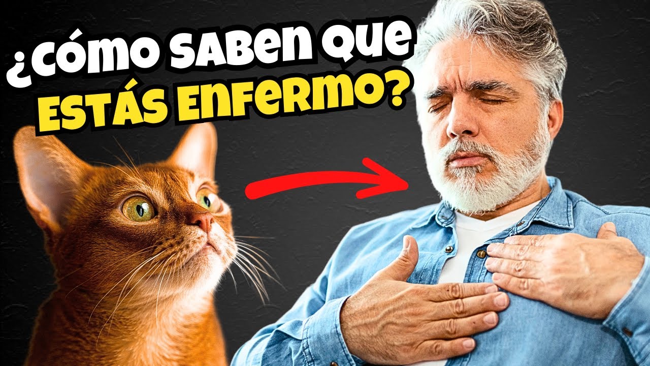 &iquest;Tu Gato Puede Detectar Cuando Est&aacute;s Enfermo? La Verdad Te Sorprender&aacute;