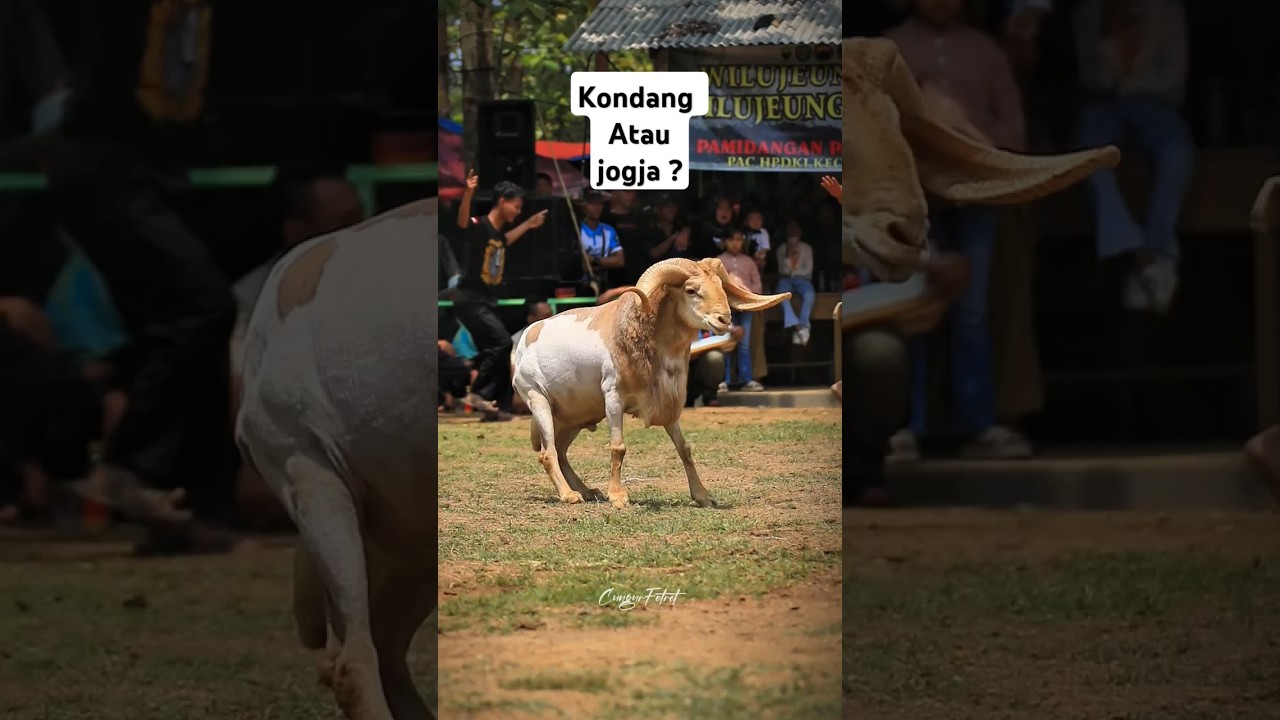 Kondang atau jogja ? #dombakontes #dombasheep #goat #dombakasep #animals #domba #sheep
