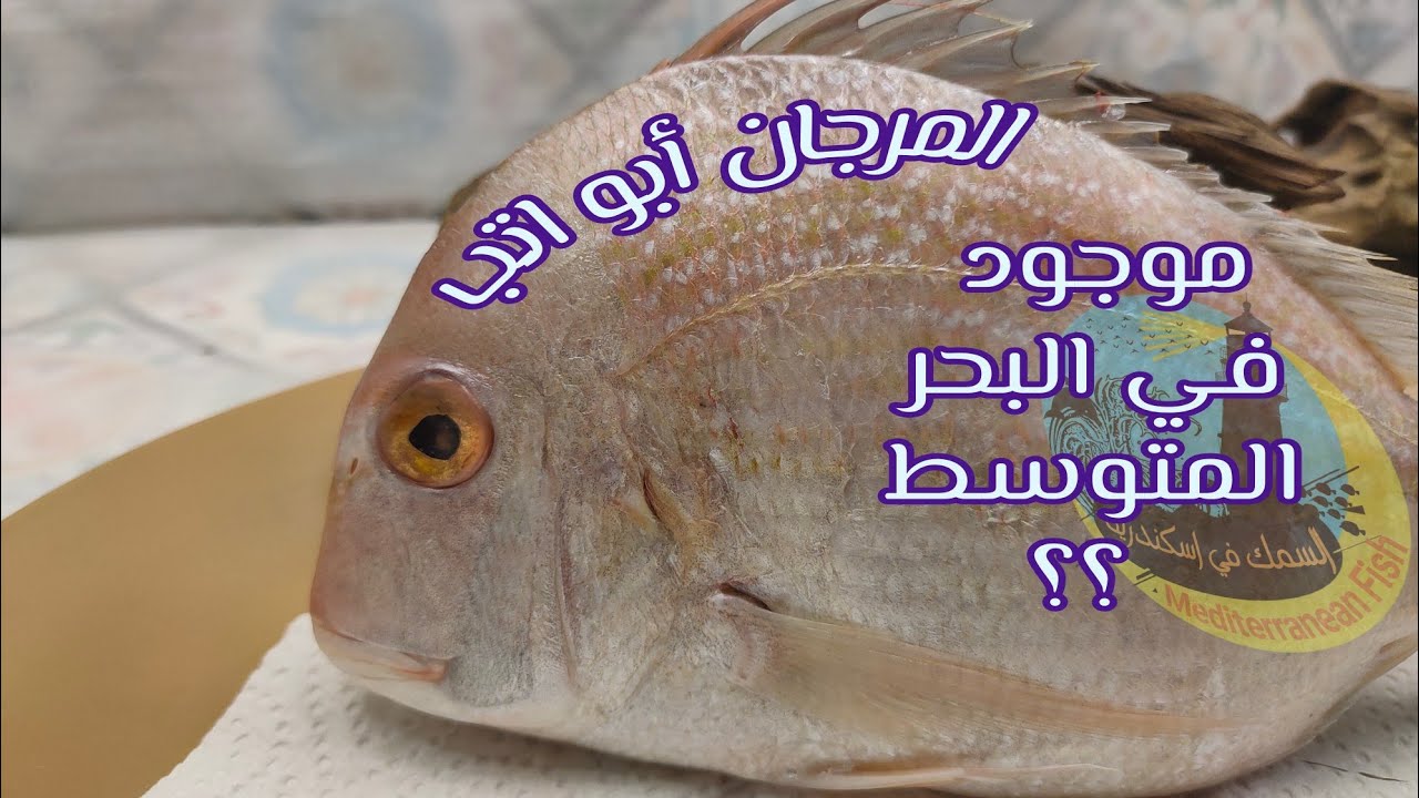 ما هو المرجان ابو اتب ؟؟