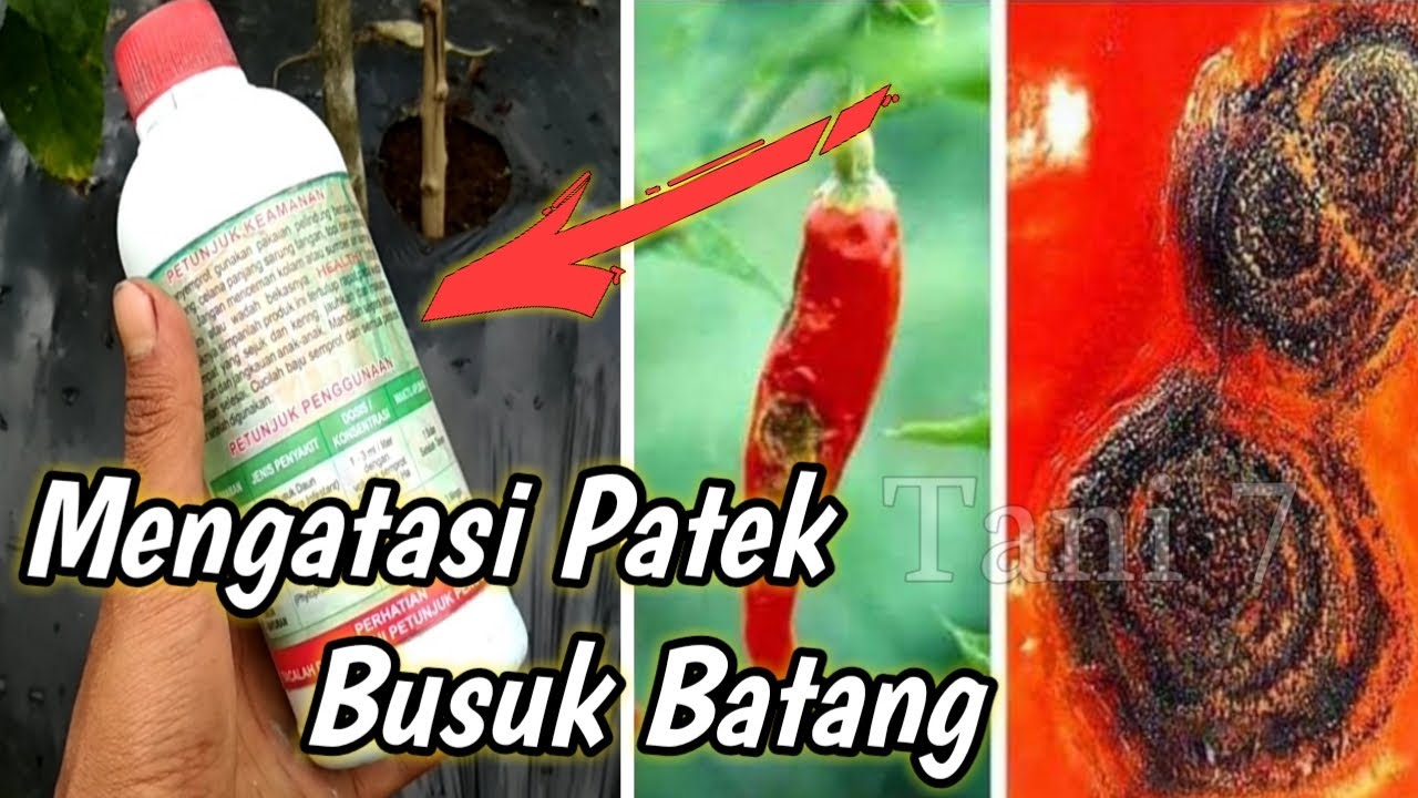 Review obat patek cabe paling ampuh - Murah Meriah | Tani 7