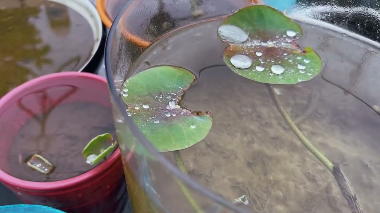 【 Happy Gardening  22 】如何培育碗莲？分享我的种植经验，有机、环保、简单