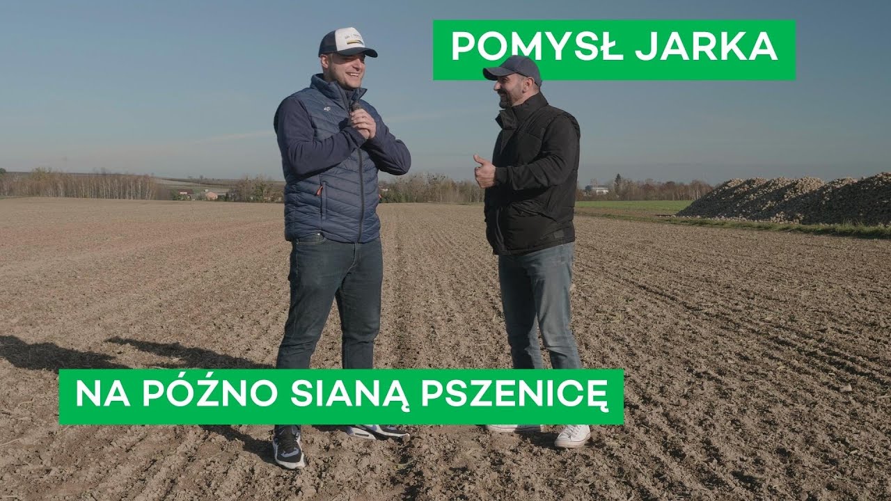 PÓŹNO SIANA PSZENICA PO BURAKACH - #241 nawozy nonstop