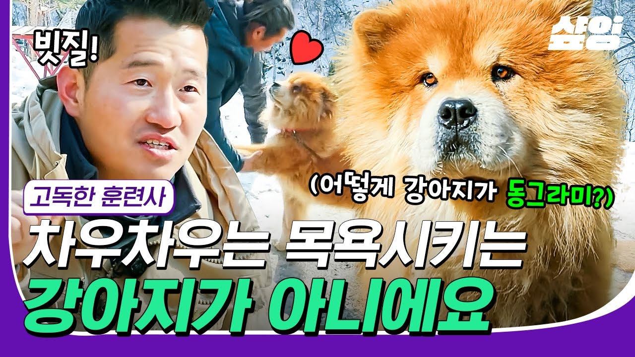 [#23웃음페스타] 설산에 사는 차우차우🤎 곰탱이 같지만 알고보면 예민? 언제나 할아버지의 곁을 지키는 고미의 반전매력! | #고독한훈련사 #샾잉