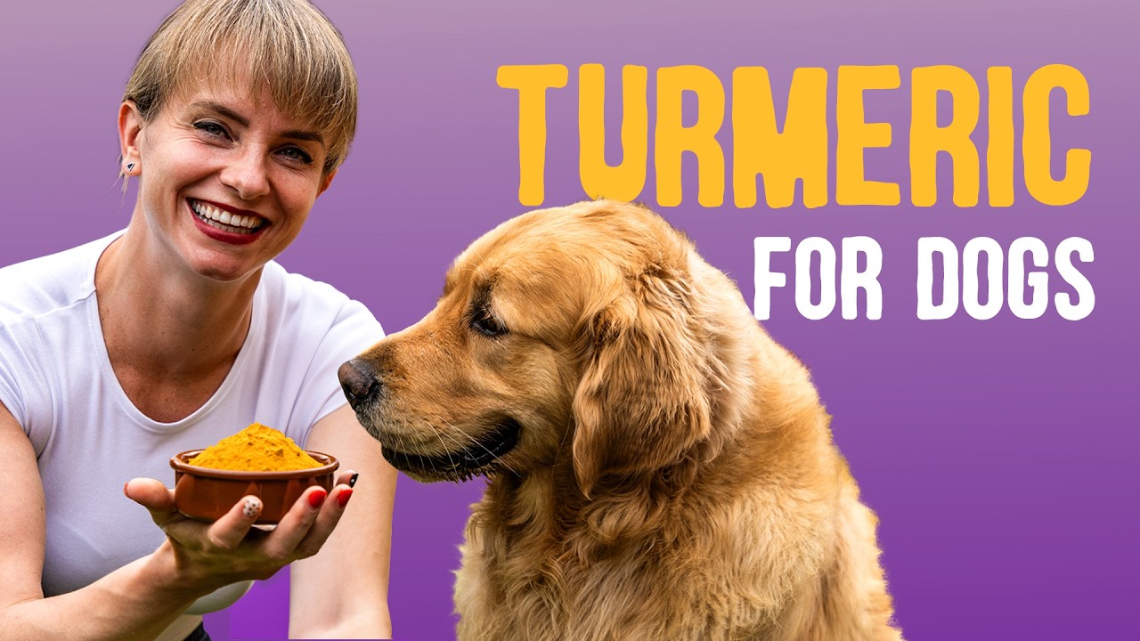 Is Turmeric A Superfood for Dogs?