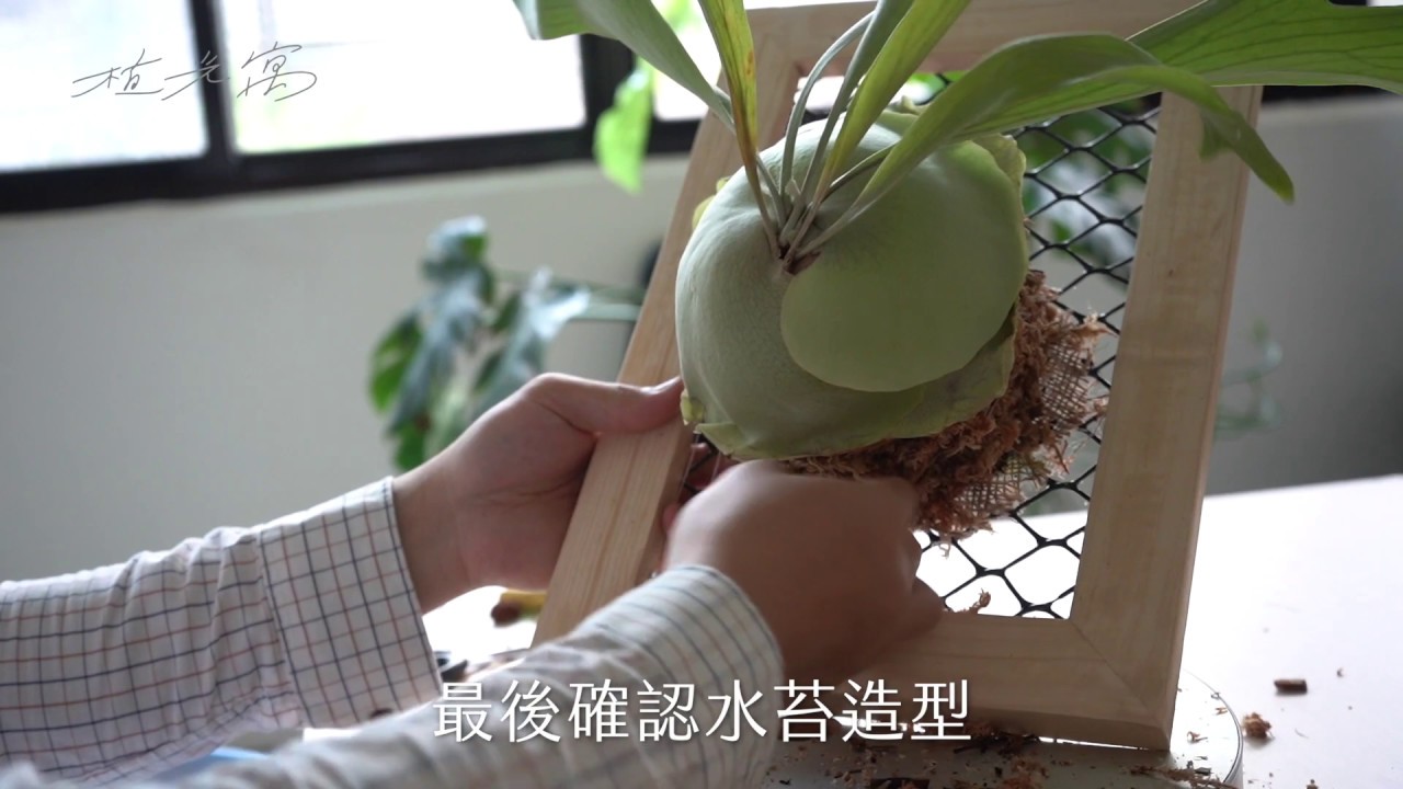 【植光寓】鹿角蕨上板教學 使用Ｓ鉤也沒問題 1080p
