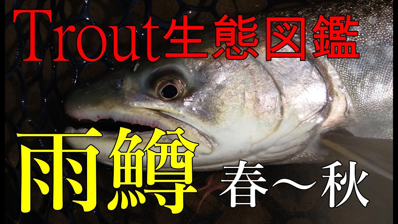 Trout生態図鑑　アメマス２春～秋、遡上、産卵　The Ecology of Japanese char. Spring to Autumn.　＃アメマス　＃あめます　＃char　＃イワナ　＃岩魚
