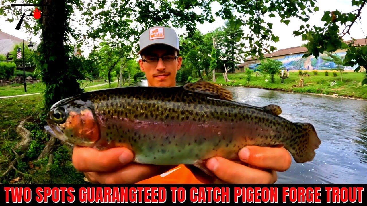 Два места, где гарантированно можно поймать форель Пиджен-Фордж