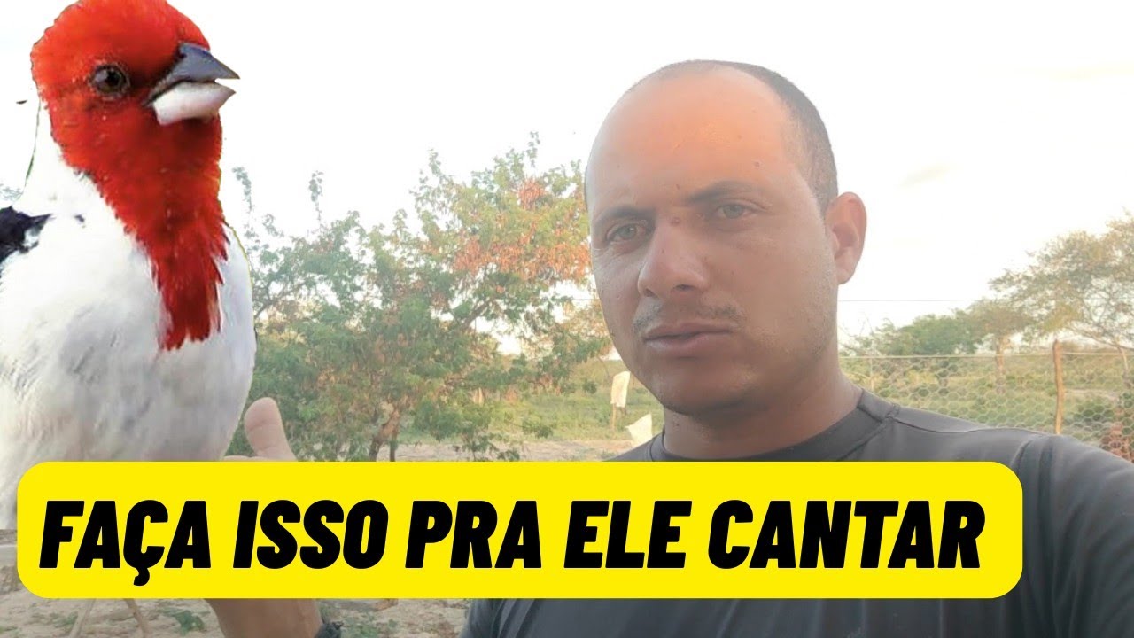 Da muito trabalho fazer um galo de campina cantar de gaiola na mão?