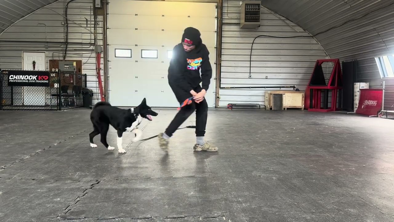 How to Play Possession Games With Your Puppy!