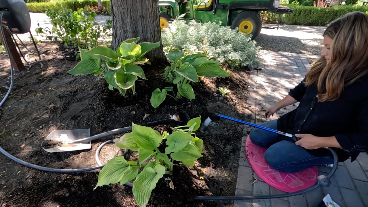 Пересадка мангаве в горшки + выкапывание и пересадка многолетних растений! 🌿💚🌿 // Ответы садоводов