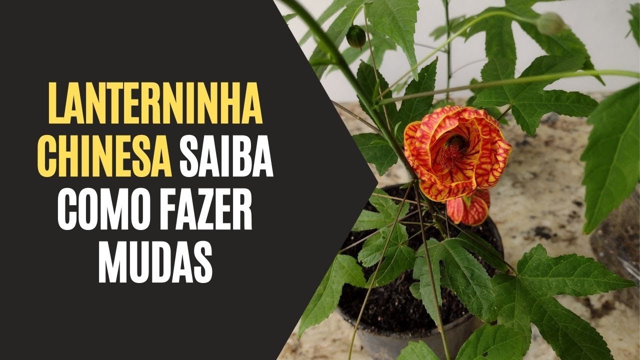 Lanterninha Chinesa: Saiba Como Fazer Mudas